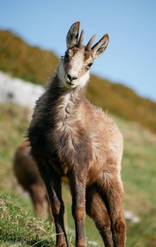 chamois.jpg