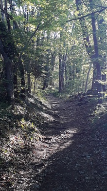 foret.jpg
